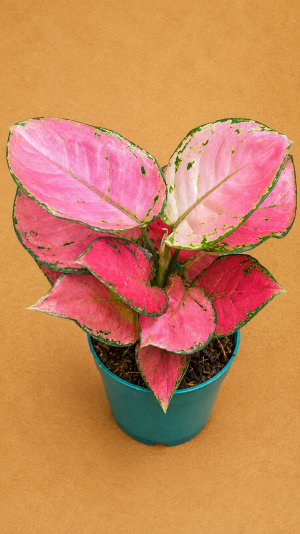 AGLAONEMA GEELY RED PT12