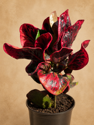 CROTON RED APPLE PT17