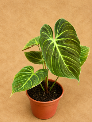 PHILODENDRON CHOCO RED PT15