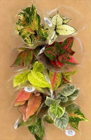 KIT 10 AGLAONEMA PREMIUM PT12