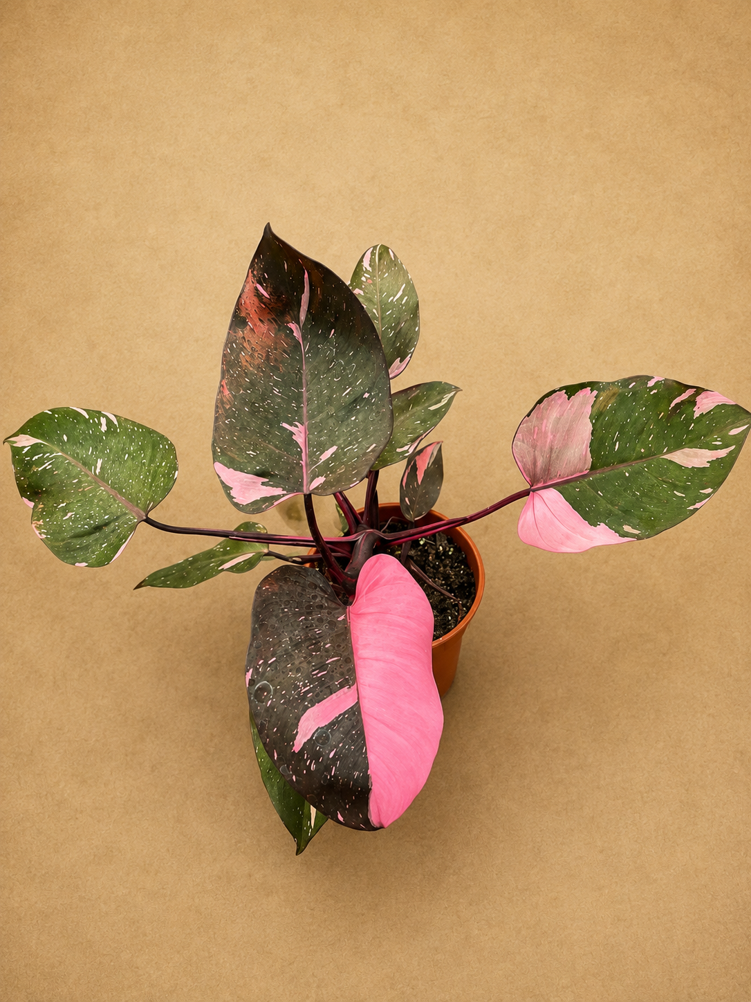 PHILODENDRON PINK PRINCES PT17
