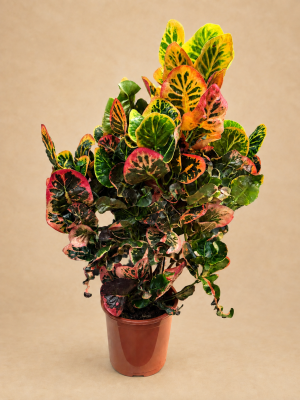 CROTON NECTARINE PT24