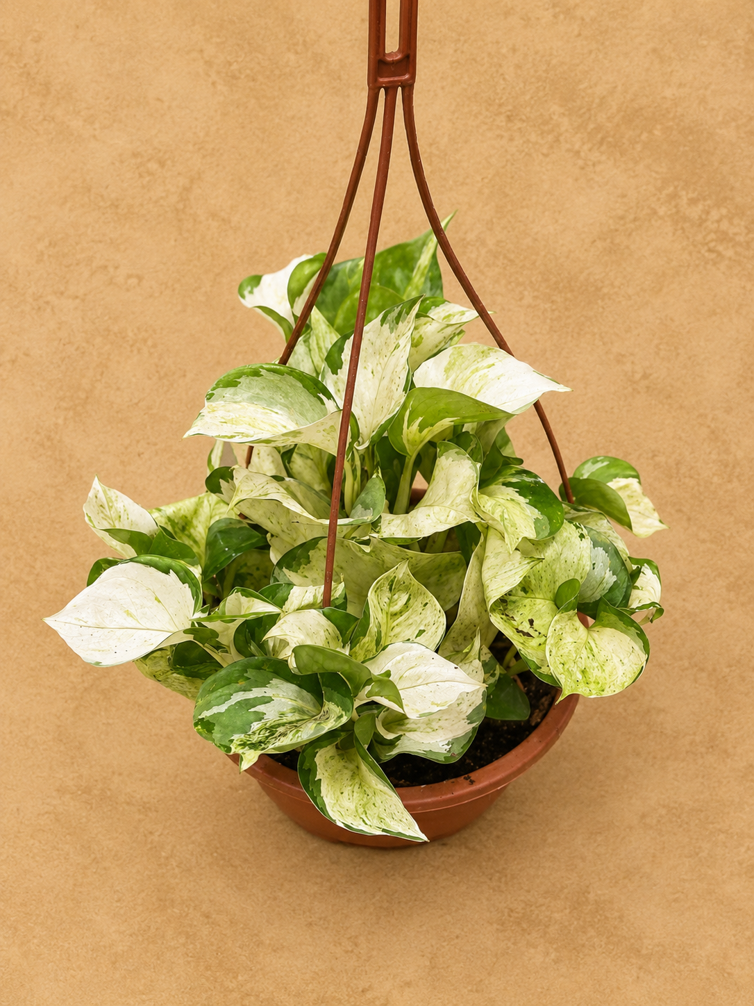 JIBOIA MANJULA C21
