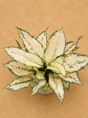 AGLAONEMA SIAN PARGON PT12