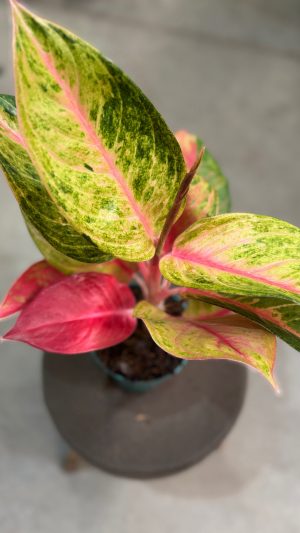 AGLAONEMA DIAMOND STAR PT12