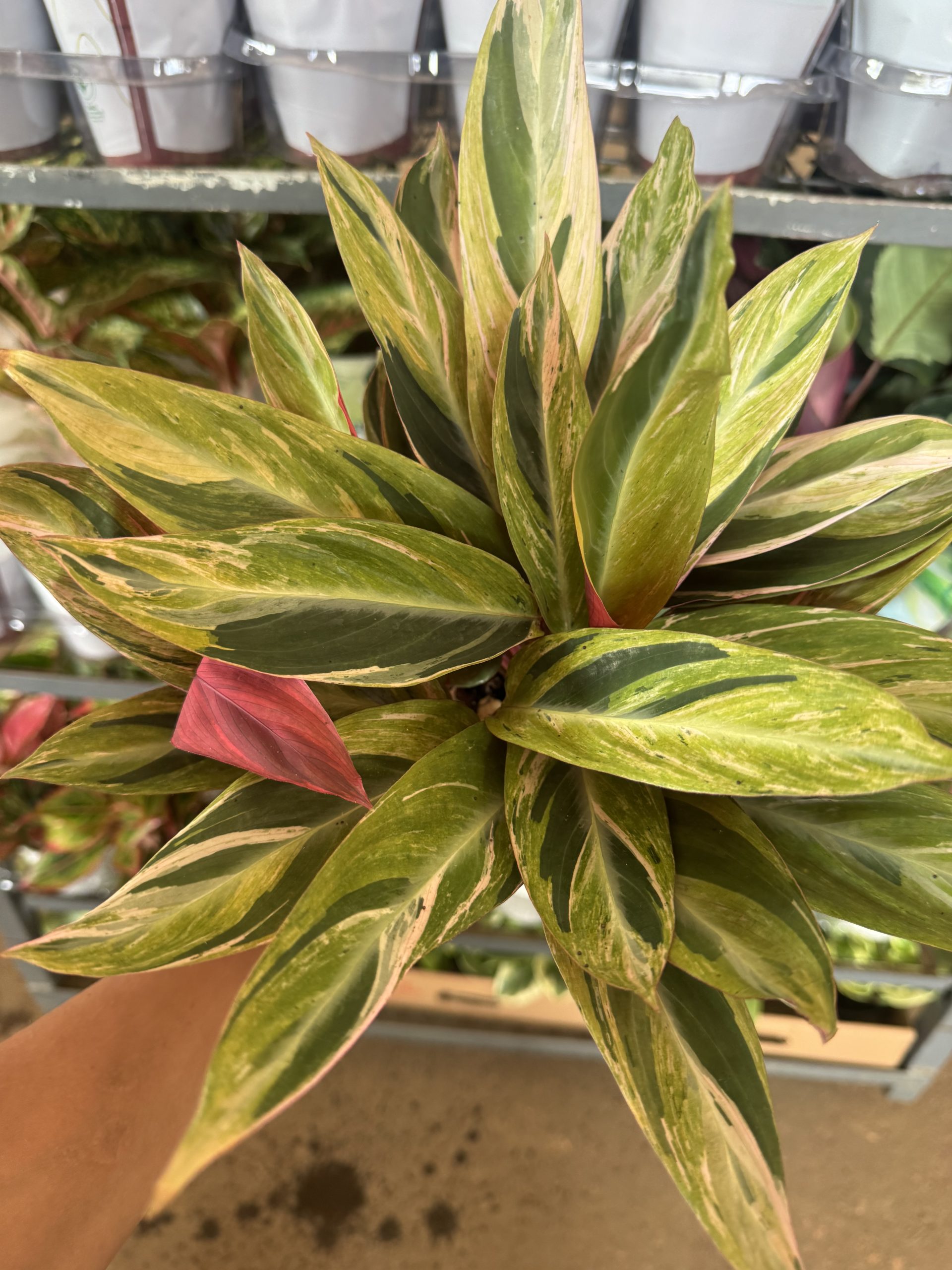 CALATHEA HORTICOLLOR PT12 - Imagem 2