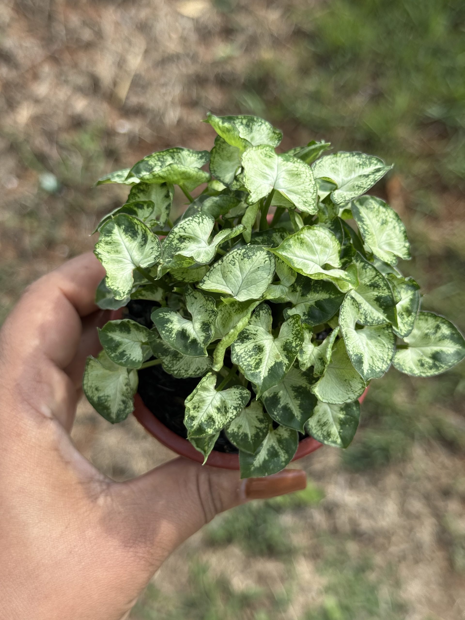 SYNGONIUM MINI PT09