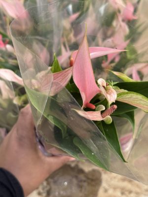 ANTHURIUM LILI PT09