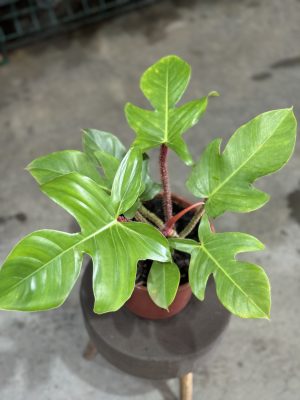 PHILODENDRON ESQUAMIFERUM PT17