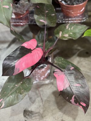 PHILODENDRON PINK PRINCES  PT17