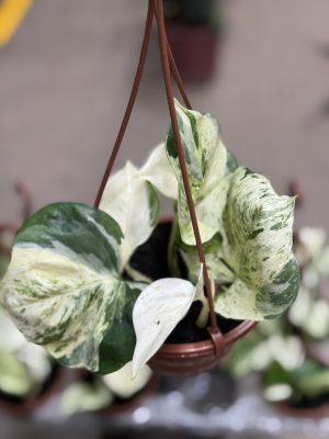 JIBOIA MANJULA C13