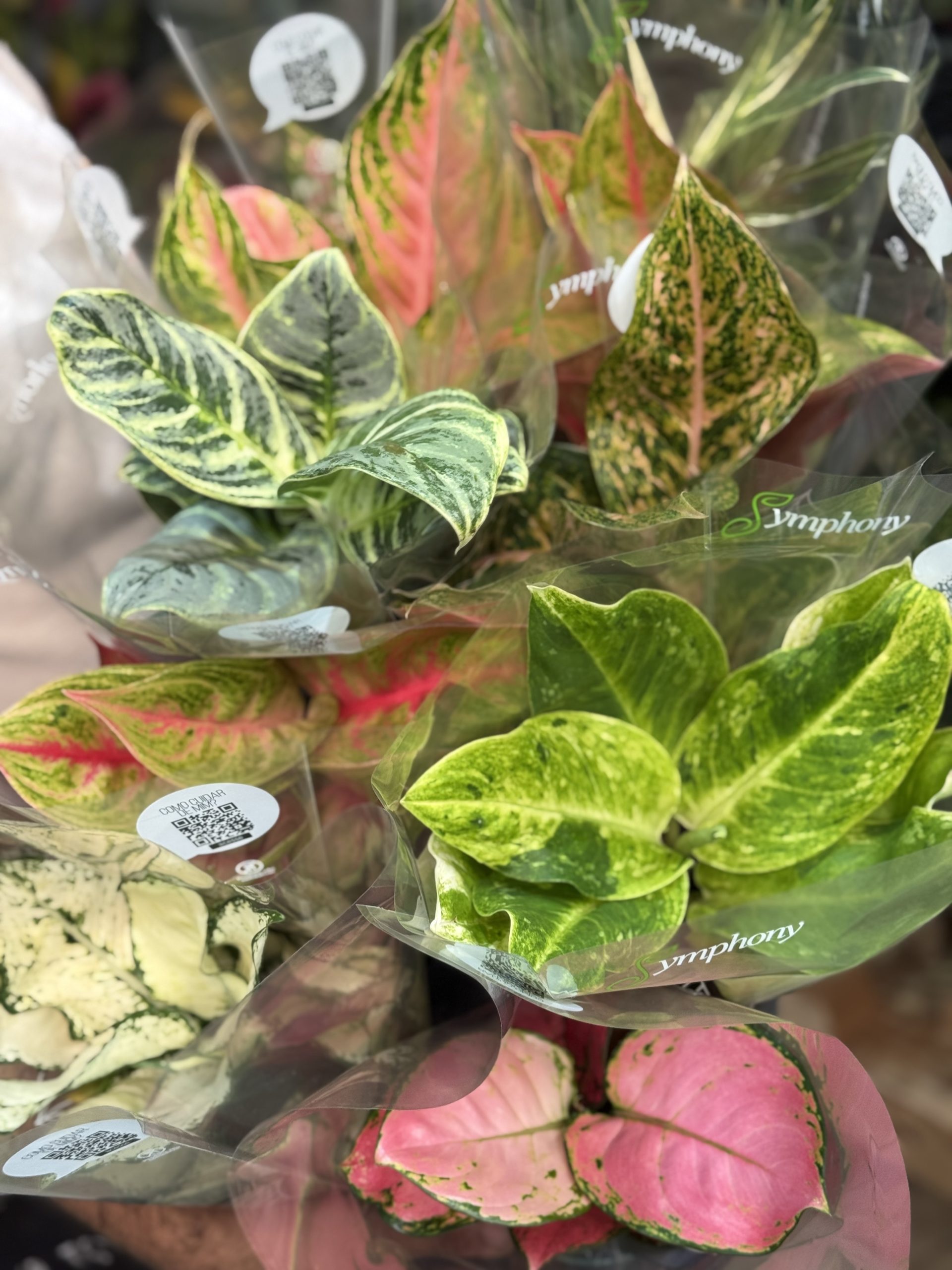 KIT 10 AGLAONEMA PREMIUM PT12 - Imagem 5