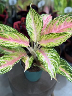 AGLAONEMA PANAMÁ PT12