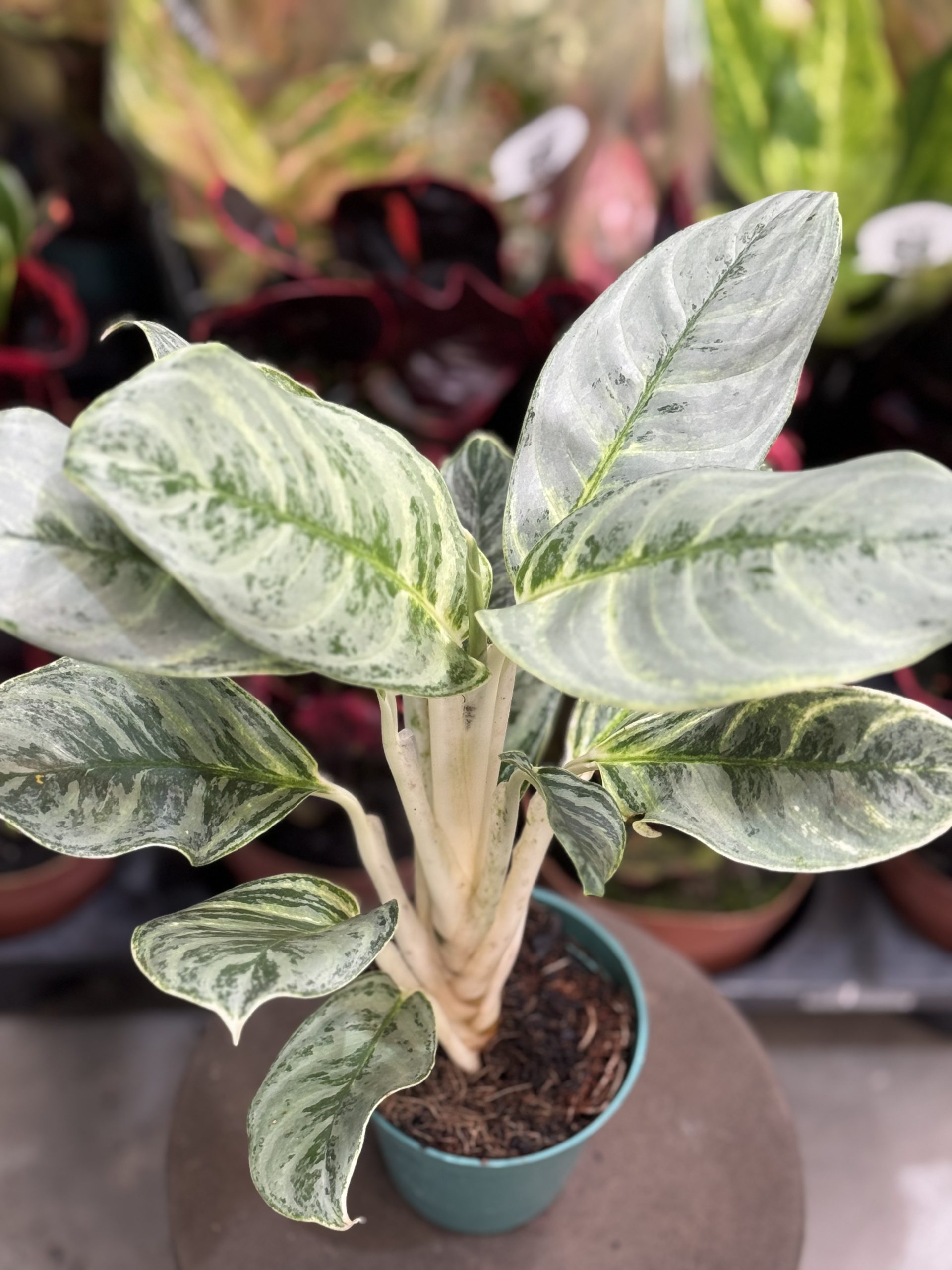 AGLAONEMA SILVER CURLY PT12 - Imagem 2