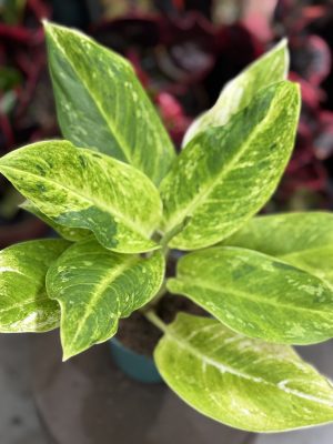 AGLAONEMA SUNDROP PT12
