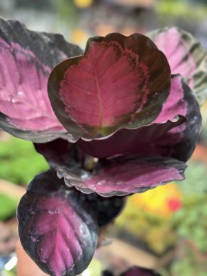 CALATHEA CRINSON PT12