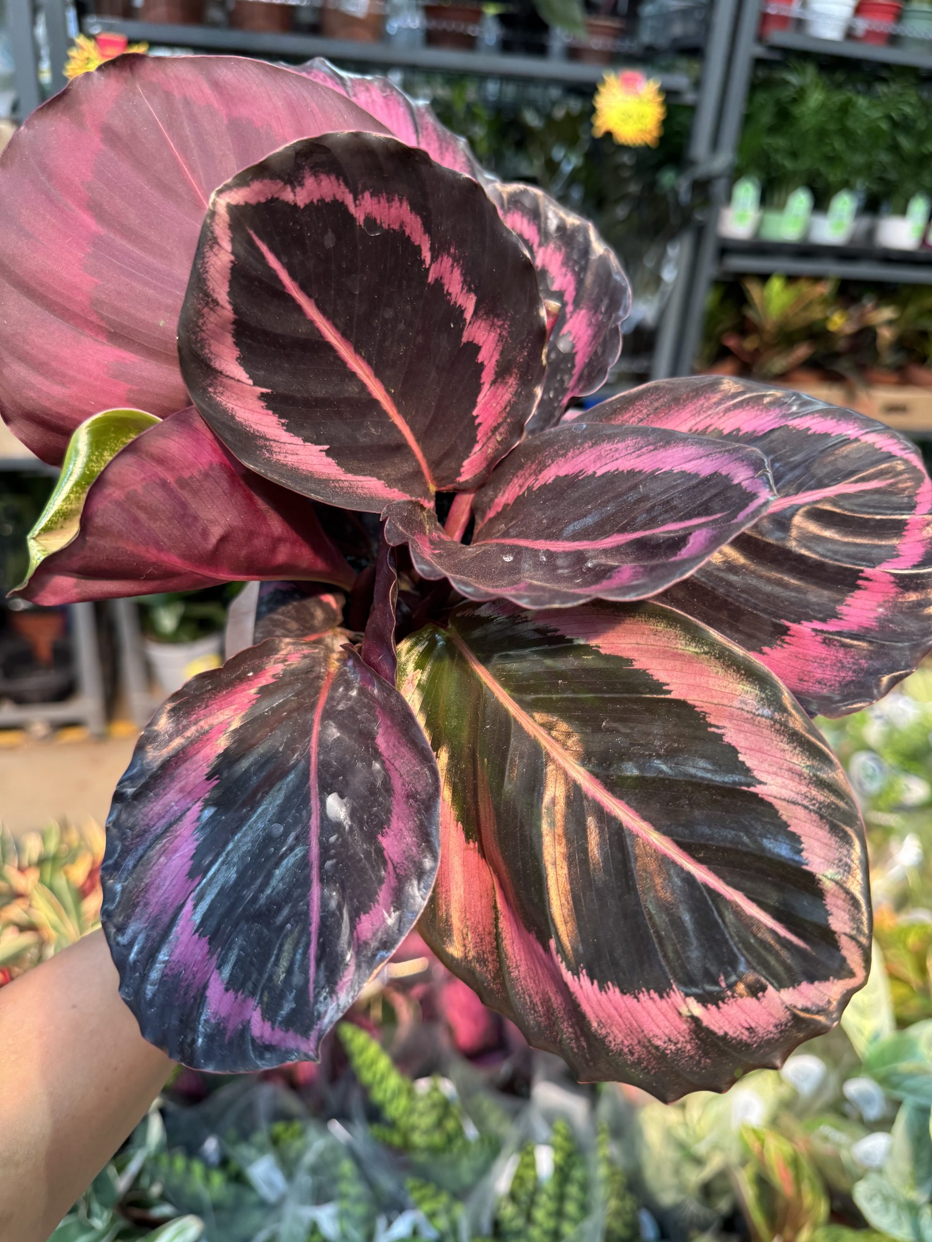 CALATHEA RUBY PT12