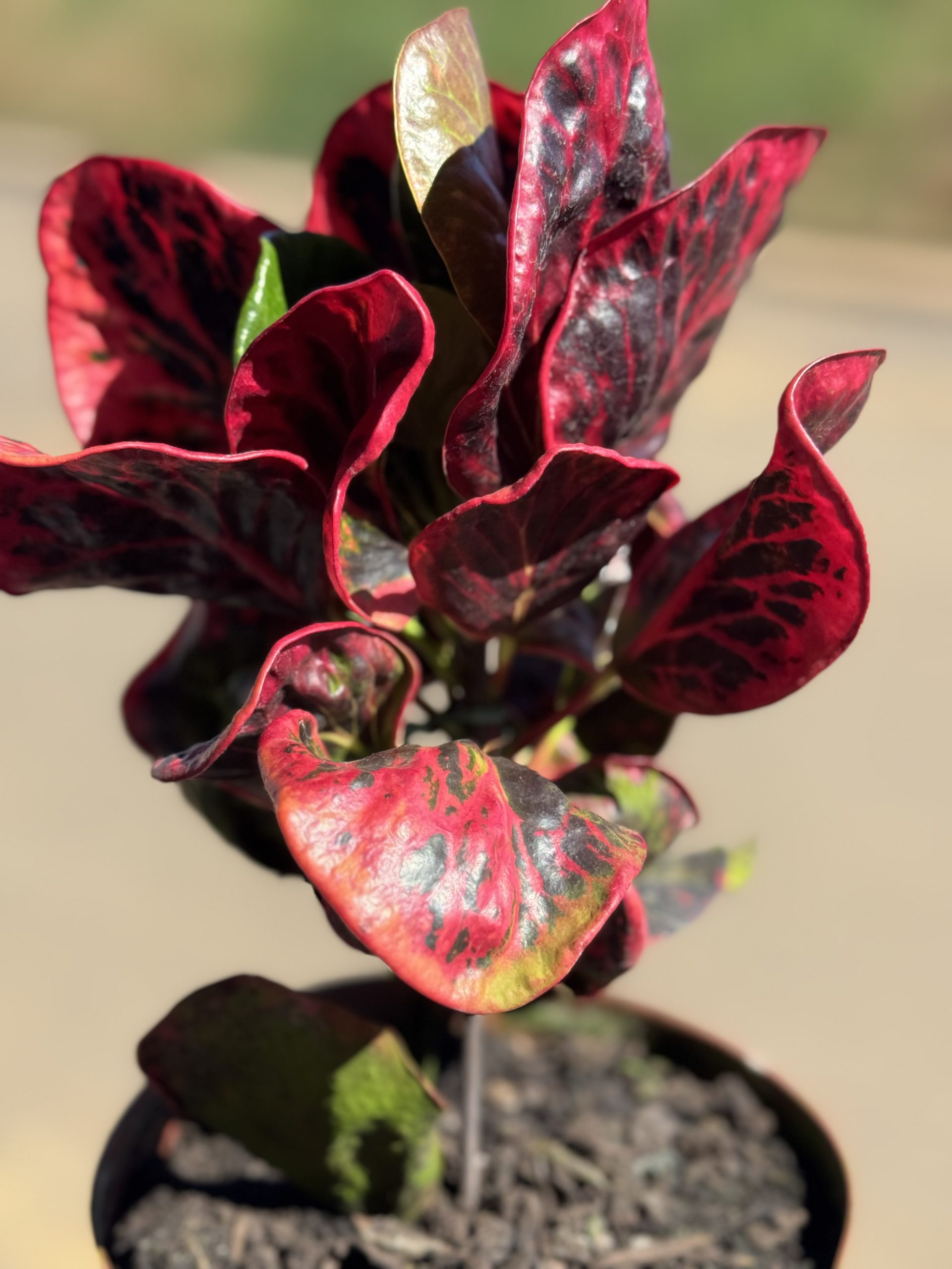 CROTON RED APPLE PT17 - Imagem 2