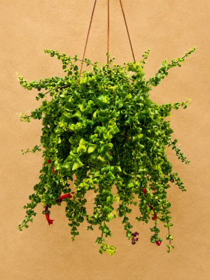 COLUMNEA DOBRADA C21