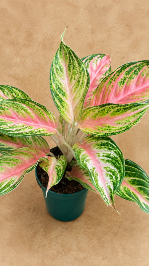 AGLAONEMA PANAMÁ PT12
