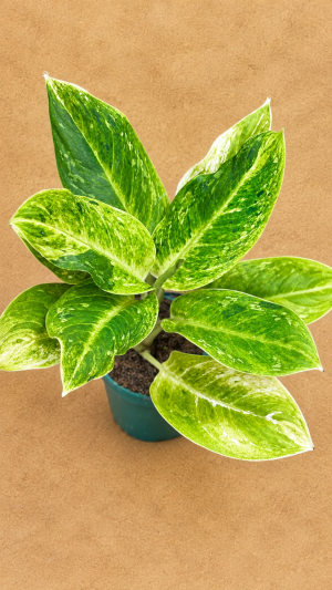 AGLAONEMA SUNDROP PT12