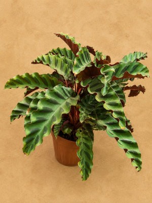 CALATHEA VELVET GLORY PT17