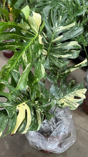 MONSTERA THAI CONSTELATION PT24