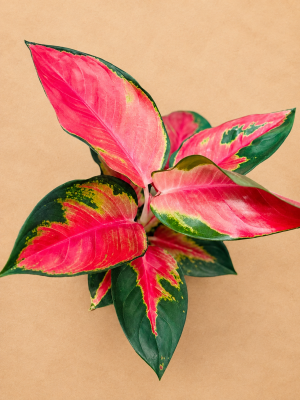AGLAONEMA CHILLY RED PT12