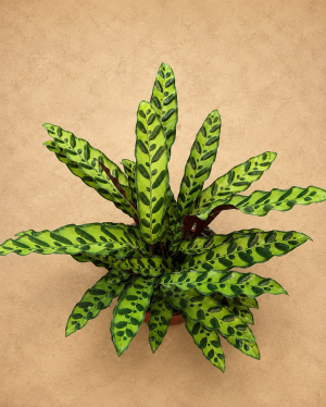 CALATHEA INSIGNIS PT12