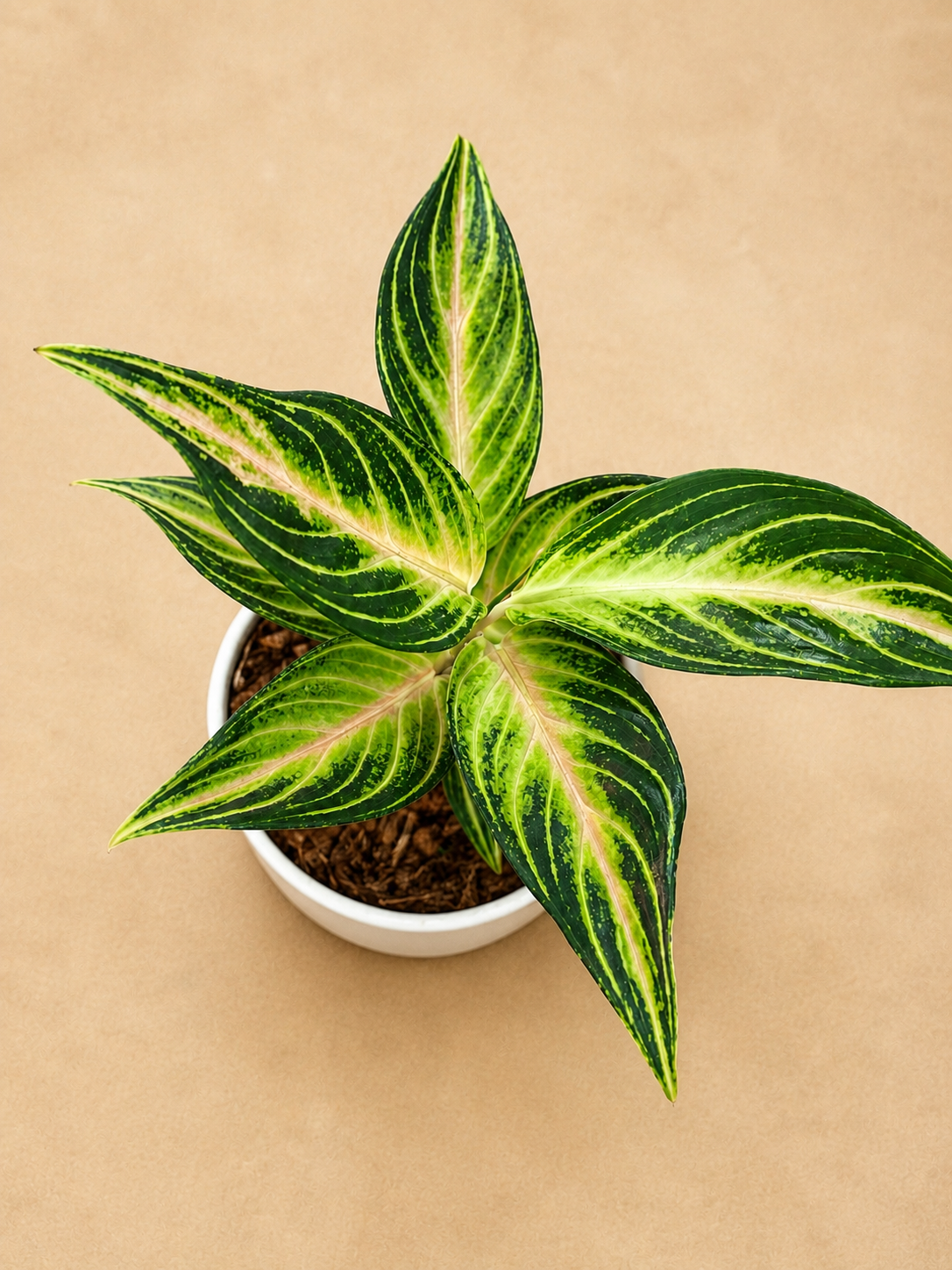 AGLAONEMA EYE CATCHER PT12