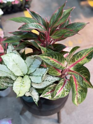 KIT AGLAONEMA N•2