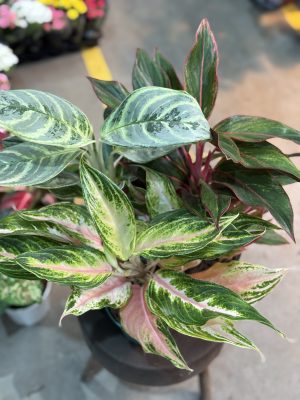 KIT AGLAONEMA N•3