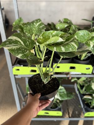 MONSTERA THAI PT17