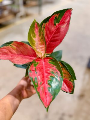 AGLAONEMA CHILLY RED PT12
