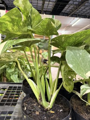 MONSTERA THAI 2 MUDAS PT17