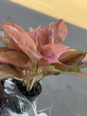 AGLAONEMA ROSE COCHIM PT12