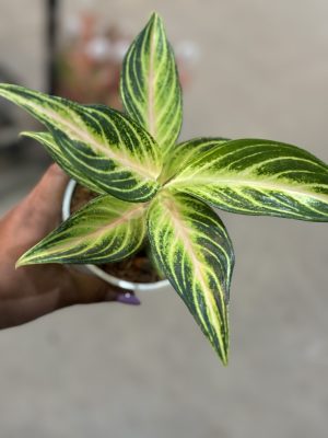 AGLAONEMA EYE CATCHER PT12