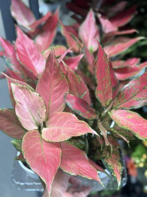 AGLAONEMA CHERRY BABY PT12