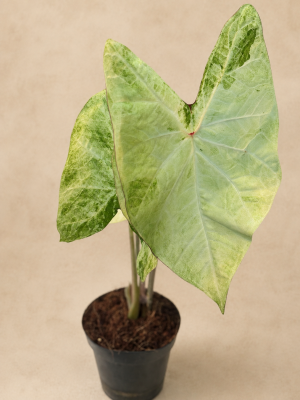 CALADIUM BLUSH GREEN PT12
