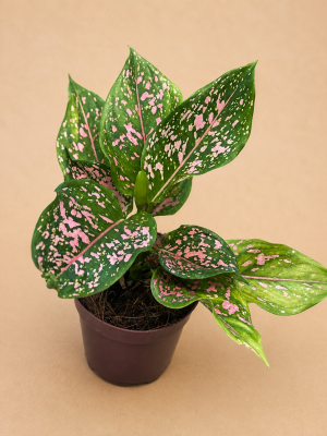 AGLAONEMA PINK DALMATIAN PT 12