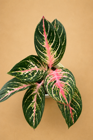 AGLAONEMA COCOMELON PT12