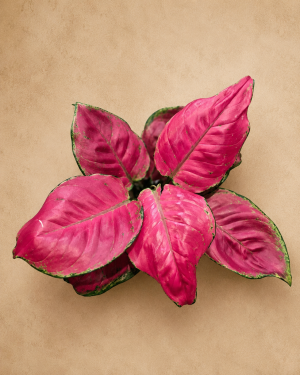 AGLAONEMA RED JOY PT12