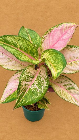 AGLAONEMA FROZEN PT12