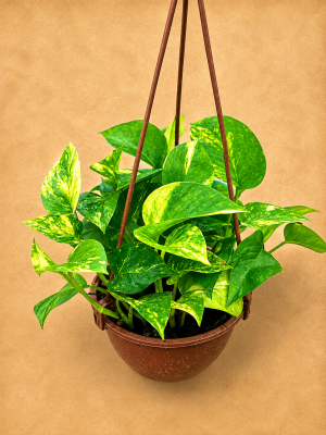 JIBOIA VERDE MINI C13