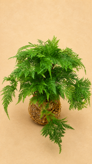 KOKEDAMA RENDA FRANCESA MÉDIO