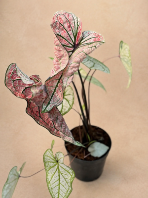 CALADIUM PINK SYMPHONY PT12