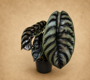 ALOCASIA CUPREA PT15