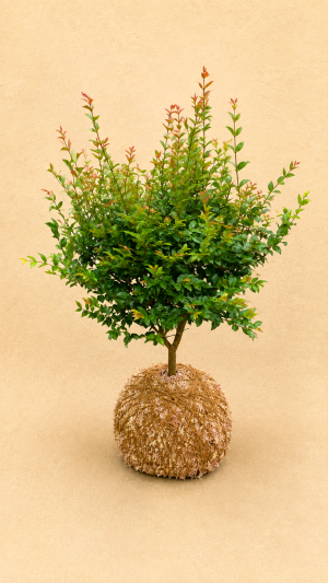 KOKEDAMA JABUTICABA MÉDIA