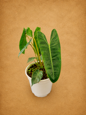 PHILODENDRON BILLITIEA PT12