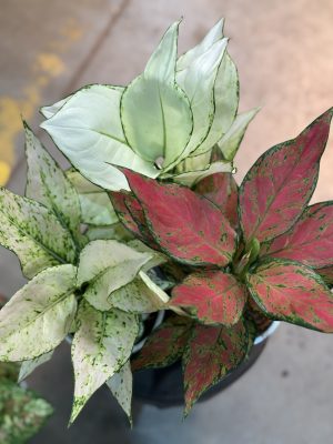 KIT AGLAONEMA N.6